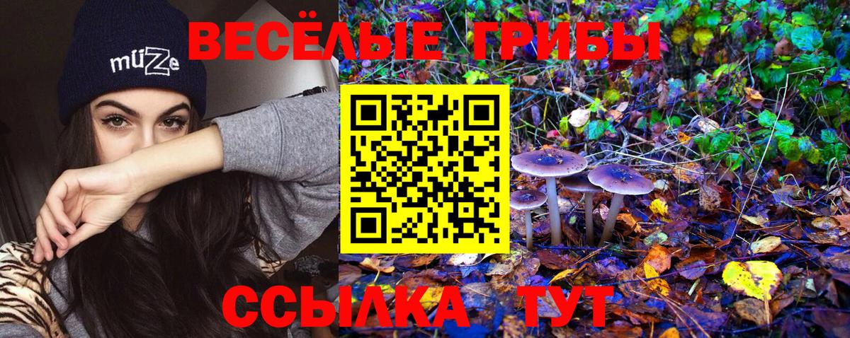 Псилоцибиновые грибы Psilocybe Владивосток